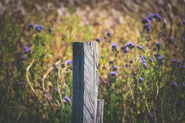 fence post, wooden posts, fence, wooden pole, wood, stake, post, wooden fence, delimitation, limitation, meadow, flower meadow. Canadian Fence Contractor Lien Rights: What Ontario's Construction Act Says