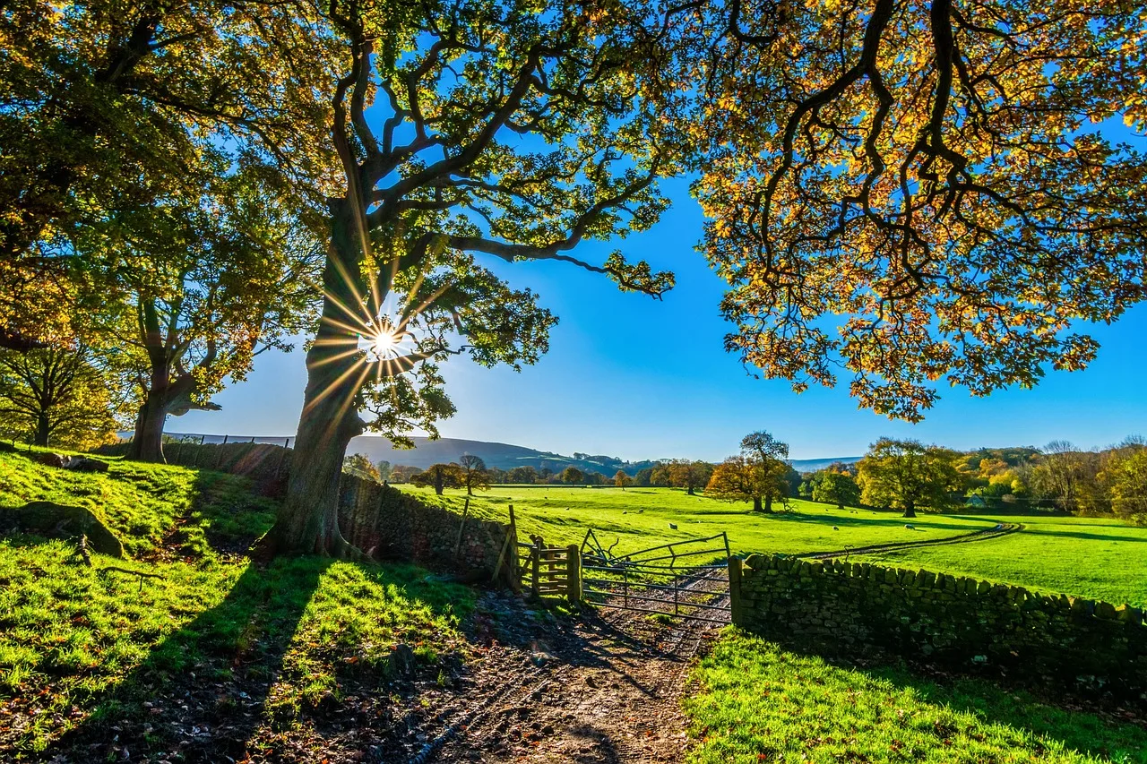 trees, farm, fence, farmland, stone fence, pastures, nature, sunlight, grass, grasslands, fields, meadows, yorkshire, autumn, sunshine, morning, landscape, farm gate, farm track, light, agriculture, stone wall, rustic. Review a fence contractor business plan before it goes out