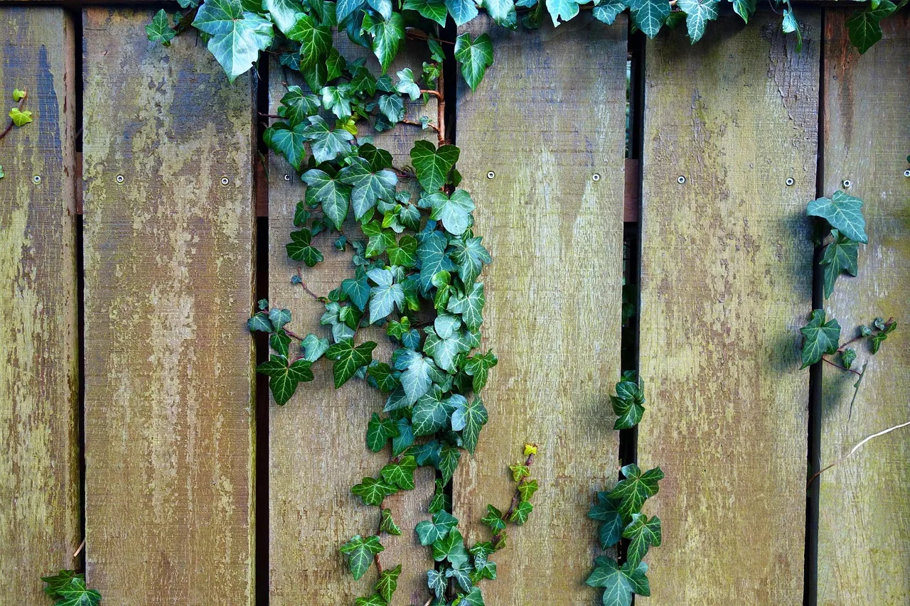 fence, wooden fence, plank, garden fence, ivy, nature, plant, growth, ivy on fence. Fence Contractor Deposit Rules: US Caps, Ontario Holdback