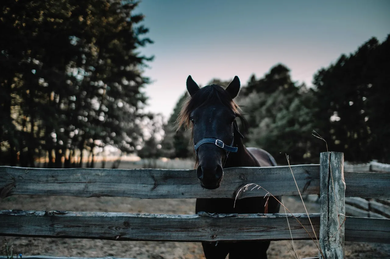 horse, animal, equine, head, equestrian, farm, farm animal, farm yard, fence, wildlife, nature, horse, horse, horse, horse, horse. Fence contractor expansion: three growth routes