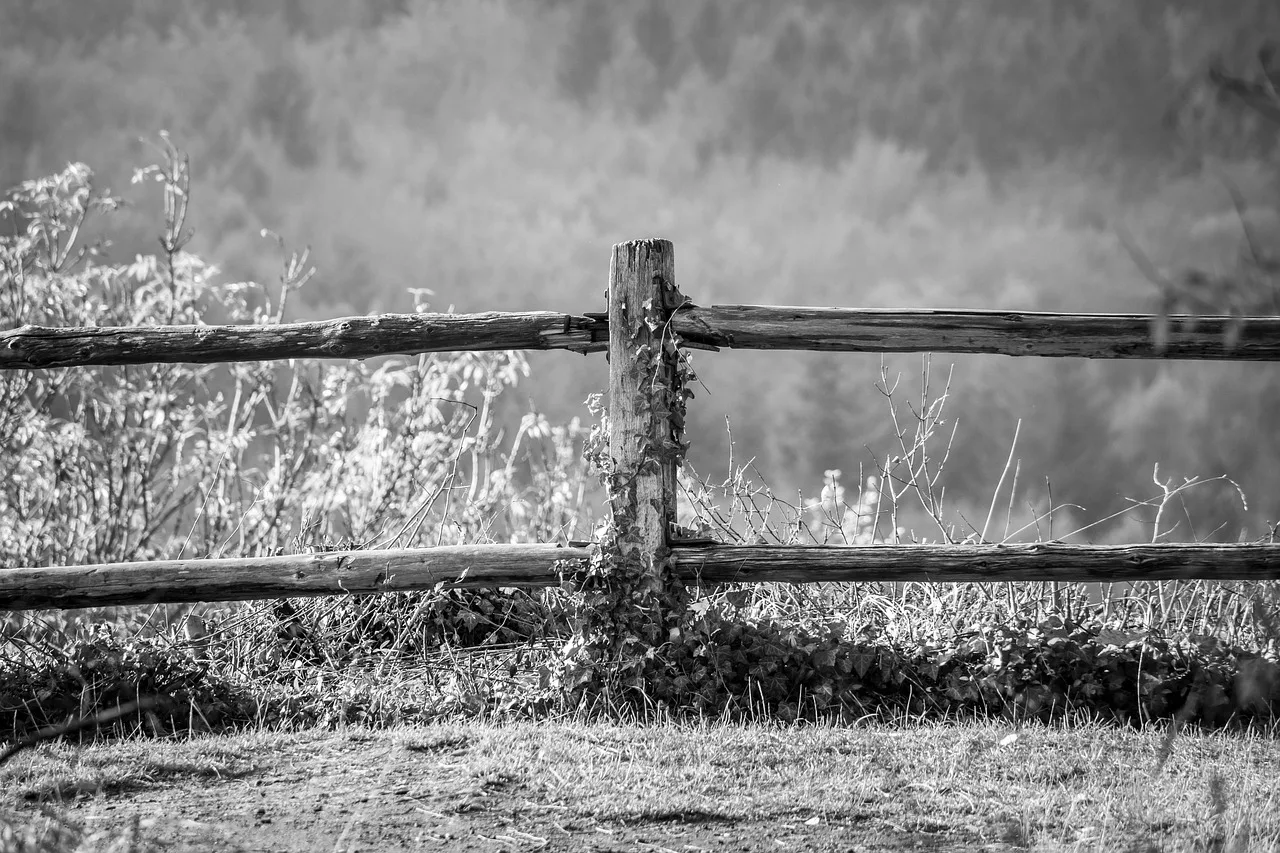fence, stake, post, fence post, ivy, wooden fence, wooden posts, wood, wooden pole, nature, limitation, landscape, forest, black-and-white. How fence contractor pricing is built from operations