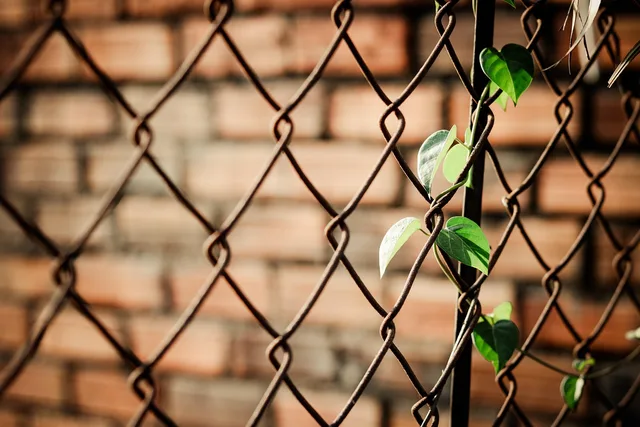 wire fence, vine, plant, chain-link fence, woven fence, climbing plant, leaves, nature, fence, closeup. How a fence contractor business chooses an entry route and phases the first season