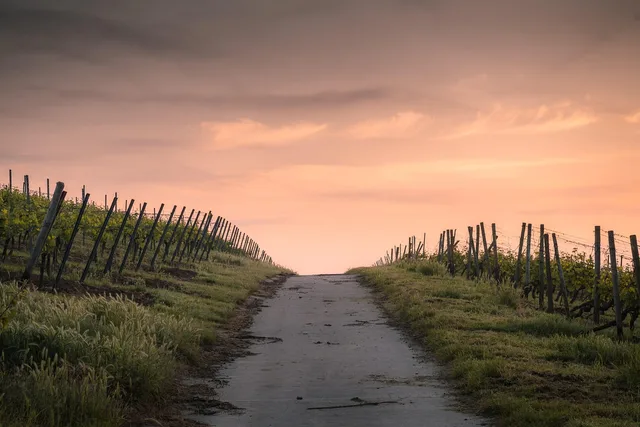 crops, dawn, road, path, farm, fences, farmland, rural, countryside, nature, dusk, fence, grass, landscape, light, narrow road, outdoors, pathway, sky, sunset, vegetation, wood. More referrals for a fence contractor business: what actually works