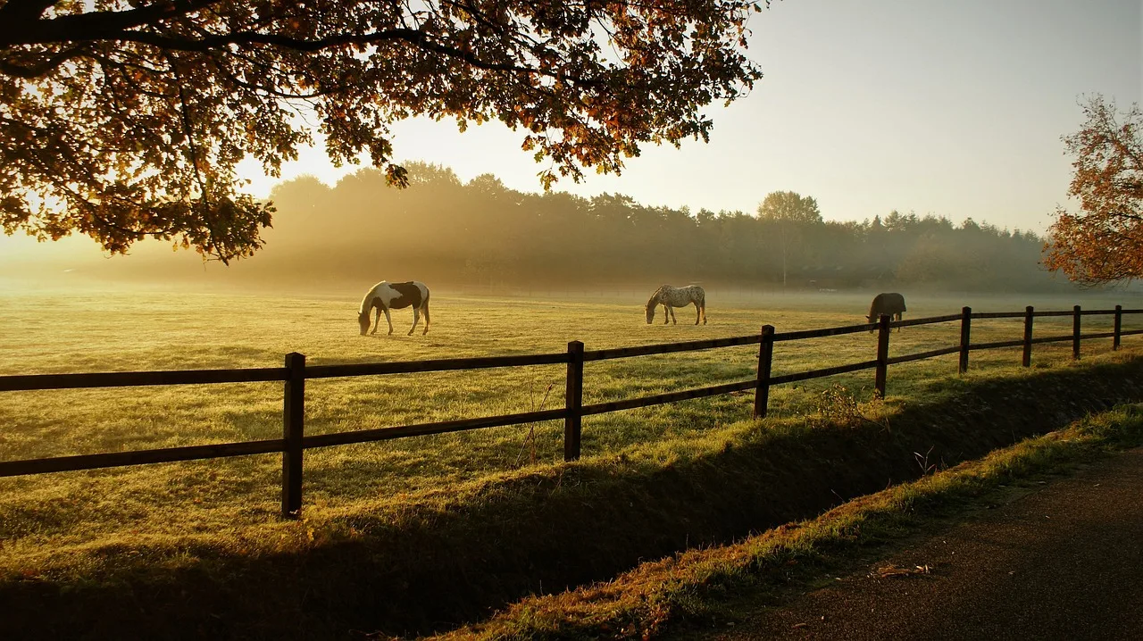horses, grazing, ranch, sunrise, nature, animals, mammals, dawn, morning, pasture, grassland, fog, mist, field, fence, rural, countryside. How Much Deposit Should a Fence Contractor Take?